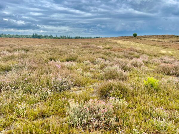 Pieterpad etappe 10: Ommen – Hellendoorn